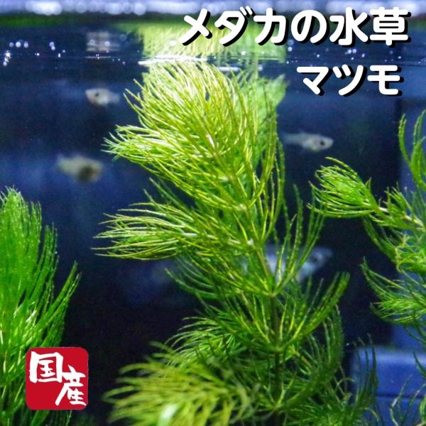 【10本】国産無農薬マツモ【送料無料】メダカの水草 めだか 目高 生体 松藻 金 魚藻 キンギョモ 産卵床 産卵 水質浄化