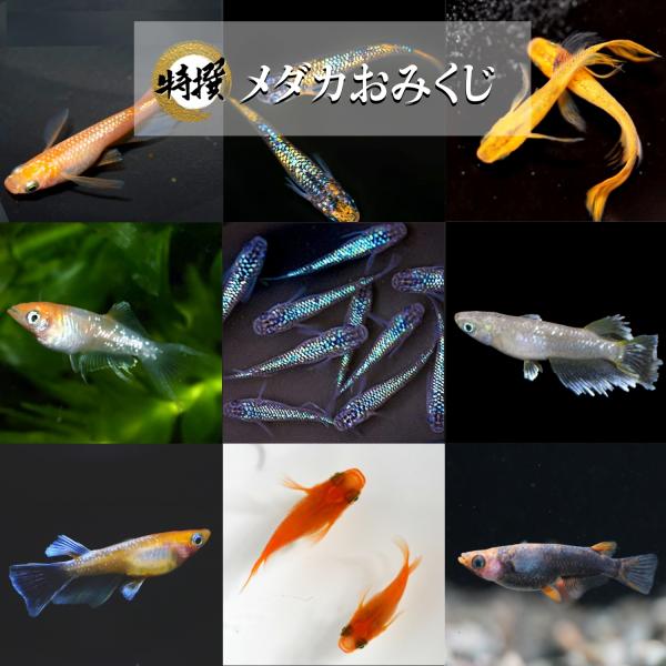 【商品の説明】めだかくじ　1ペア〜3ペア※写真は参考画像です。グレードにこだわりのある方は現物出品個体をお求めください。※完全無選別となります。種類の指定、大きさの指定、雌雄の指定は致しかねます。※飼育方法の説明書などはついておりません。ご...