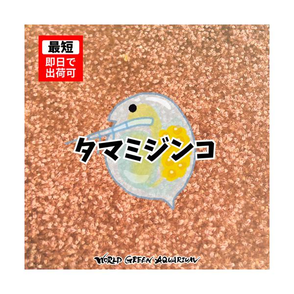 【20g】メダカの餌 ミジンコ【送料無料】高品質タマミジンコ めだか メダカ 目高 生体 生餌 活餌 グリーンウォーターや生クロレラで培養可能