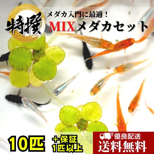 【商品の説明】ミックスメダカ10匹※写真は参考画像です。グレードにこだわりのある方は現物出品個体をお求めください。※完全無選別となります。種類の指定、大きさの指定、雌雄の指定は致しかねます。※飼育方法の説明書などは入っておりません。ご不安な...