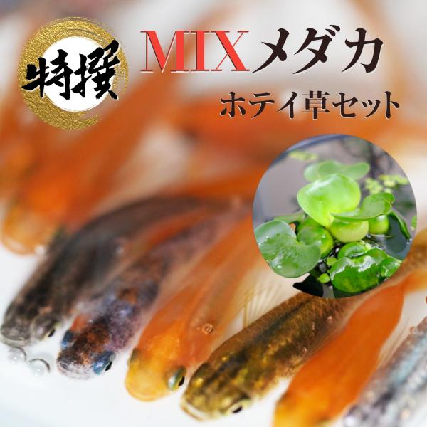 【20匹】メダカ ミックスメダカ20匹＋ホテイ草1株セット【送料無料】初心者セット めだか 生体 目高 ミックスめだか ゾウリムシ ミジンコ PSB と同梱可能