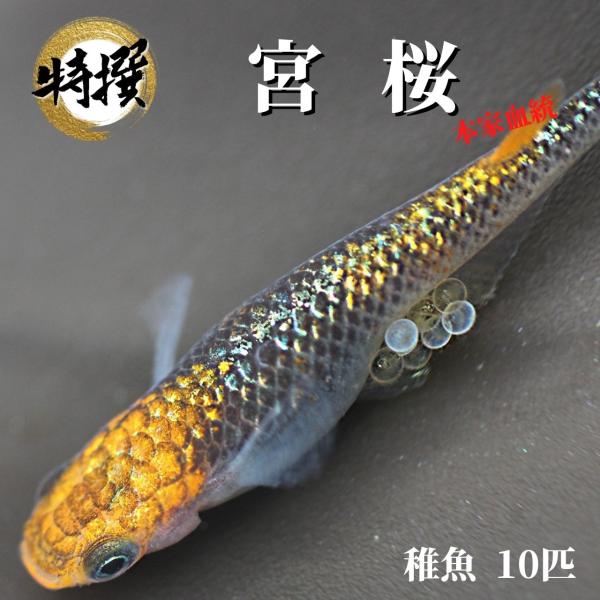 稚魚10匹】メダカ 宮桜【めだか】宮桜メダカ みやざくら 目高 稚魚10匹】メダカ 宮桜【めだか】宮桜メダカ みやざくら 目高