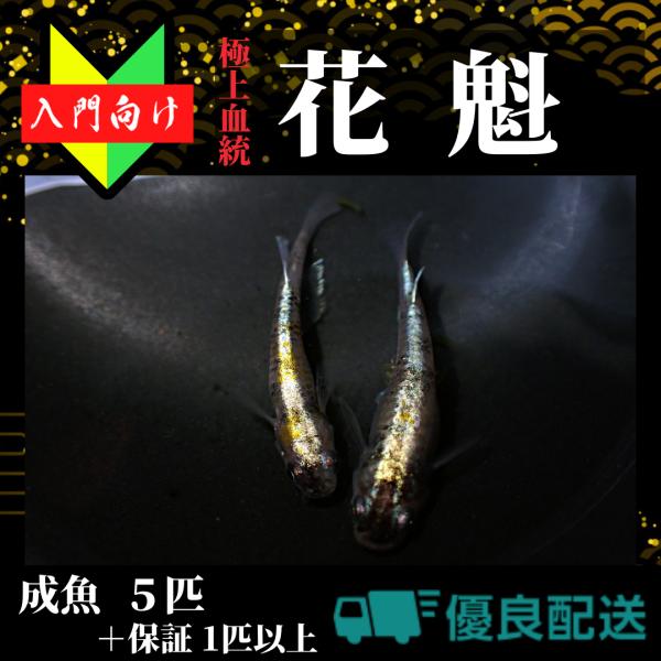 【入門用成魚5匹】メダカ 花魁【めだか】おいらん 初心者 生体 観賞魚 ゾウリムシ ミジンコ PSB と同梱包可能 生クロレラ 同梱不可