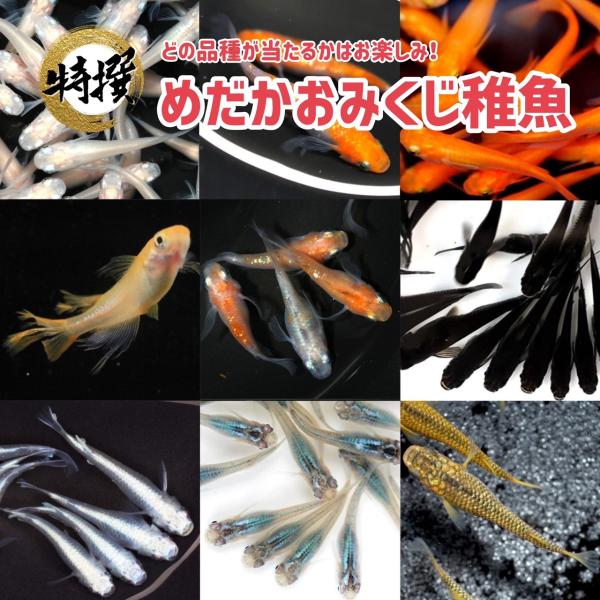 【商品の説明】おみくじ稚魚　15匹品種は完全にランダムとなります！ぜひ楽しみにお待ちください！写真は参考画像です。特定の品種から1種類厳選し稚魚をお届けします。品種の指定は致しかねます。飼育方法などの説明書は添付しておりません。【注意事項】...