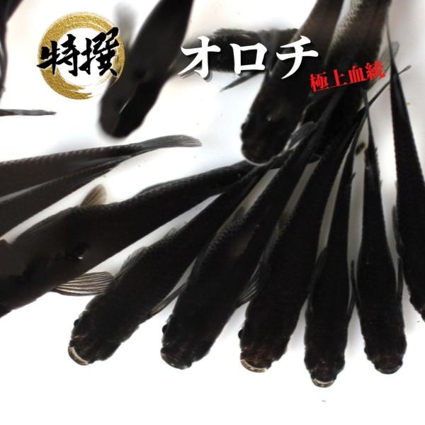 【成魚5匹】メダカ オロチ【送料無料】オロチメダカ めだか 生体 目高 おろち 大蛇 ゾウリムシ ミジンコ PSB と同梱可能 生クロレラ同梱不可