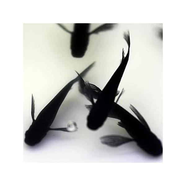 【10匹＋α】メダカ オロチリアルロングフィン【めだか】S~SSサイズ 上州めだか 生体 ゾウリムシ ミジンコ PSB と同梱可 生クロレラ同梱不可