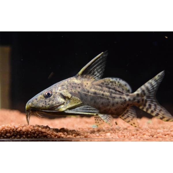 Synodontis batensodaシノドンティス属に近縁なブラキシノドンティスでしたが、現在はシノドンティスの仲間入りしているそうです。体高があり、ガンメタのボディが格好良いですね！！サカサナマズのように基本的には逆さになって泳ぎます...