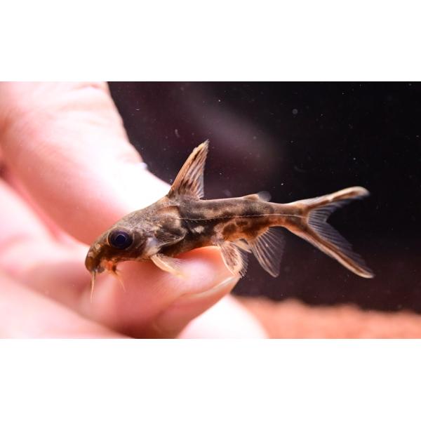 Synodontis pleurops頭部が独特なプレウロプス！上から見るとハンマーヘッドみたいな見た目で面白い！入荷頻度はあまり多くないのでいるときに是非！コケも食べます。※画像は入荷魚の一部です