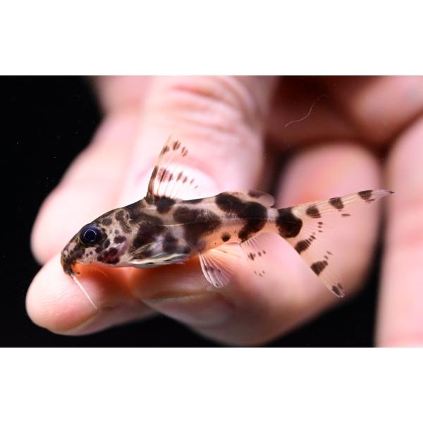 Synodontis nummiferデコルスの柄違いみたいな雰囲気のヌミファー。でも背鰭は伸長しません。あまり入荷のないレア種です！※画像は入荷魚の一部です