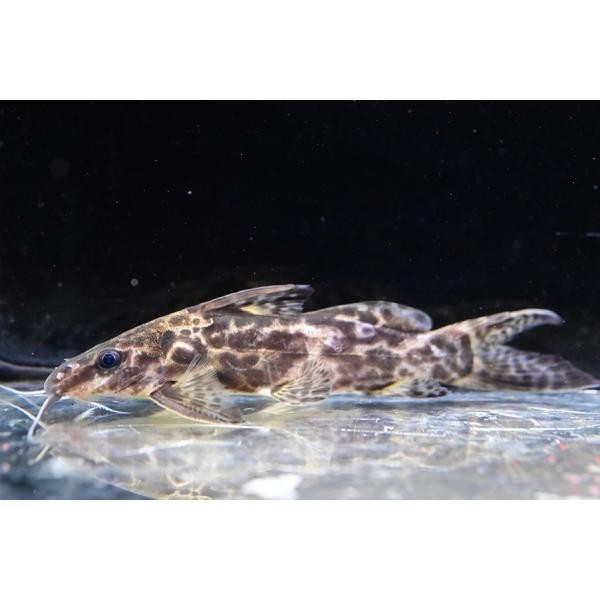 Synodontis soloniコンゴ便で入荷するシノドンティスの一種！スレンダーな体型が格好良いですね！最大15cm程の中型種で、性格はシノドンティスとしてはかなりおとなしく飼い易いです！※画像は入荷魚の一部です