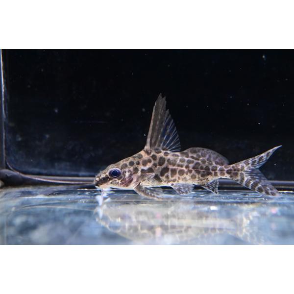 Synodontis albertiコンゴ便で入荷するシノドンティスで、人気の高い種。最大15cm程で、性格もきつくなく、シノドンティスの中では混泳しやすい種です！伸長する背鰭も格好良い！状態良く入荷してます！※画像は入荷魚の一部です