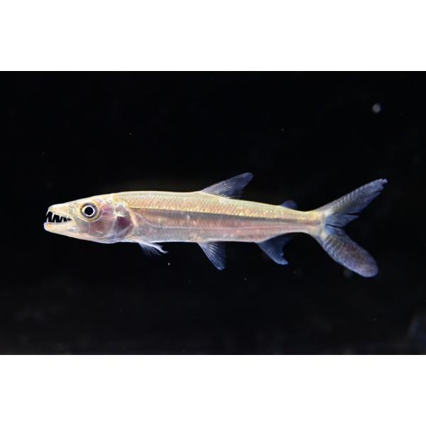 Hydrocynus goliathコンゴ便で入荷するゴライアス！！タイガーフィッシュの中でも人気の高い種です。メダカは普通に食べれる飼いやすいサイズが入荷しました！頻繁に入荷のある種ではないのでお探しの方は是非！※画像は入荷魚の一部です