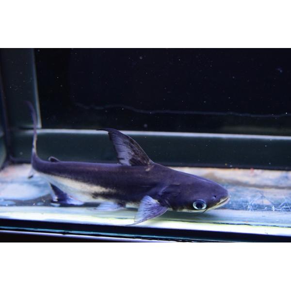 メコンオオナマズ パールン cm Ajcat131 World Rivers Net 通販 Yahoo ショッピング