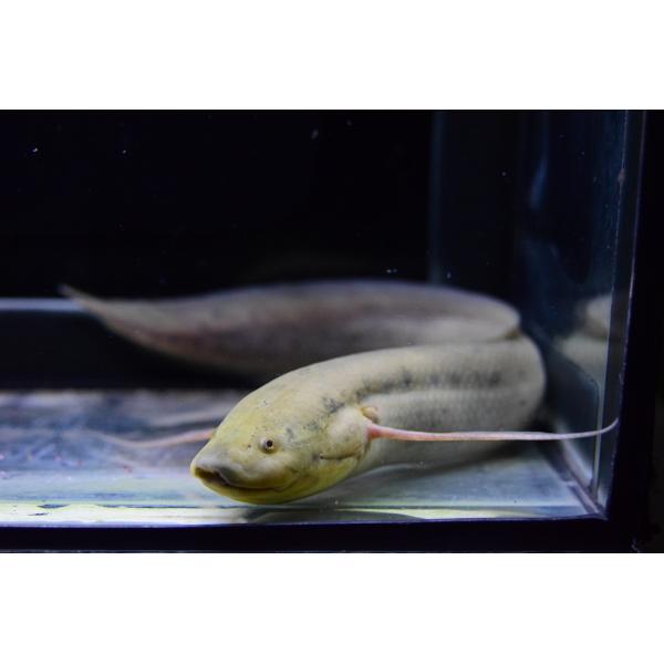 熱帯魚 水草 ビギナースタートセット ミックスプラティ 北海道航空便要保温1 700円 外国産ミックスグッピー ３ペア ４匹 最大63 Offクーポン ビギナースタートセット
