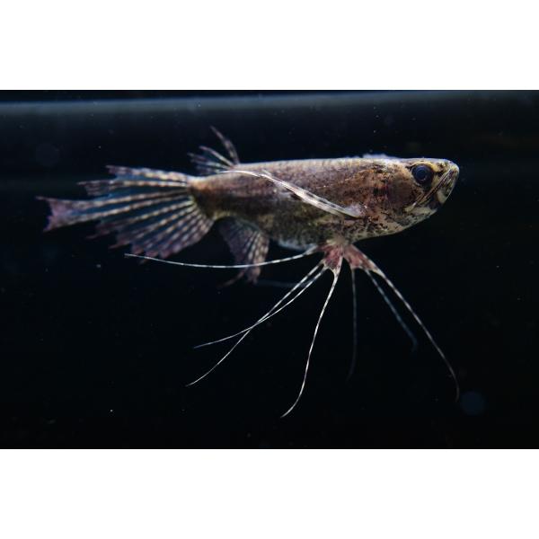 バタフライフィッシュ 8 10cm An15 World Rivers Net 通販 Yahoo ショッピング