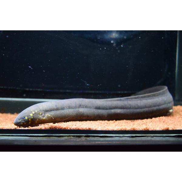 world-rivers-net_an235