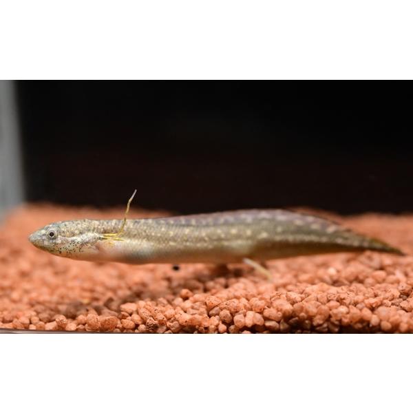 world-rivers-net_an487