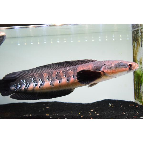 world-rivers-net_ana1159