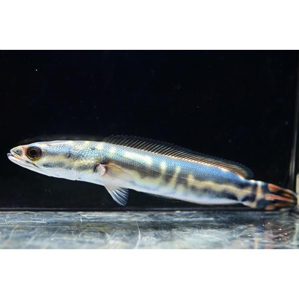 スネークヘッド　ジャイアントトーマンエマス スネークヘッド ジャイアントトーマンエマス