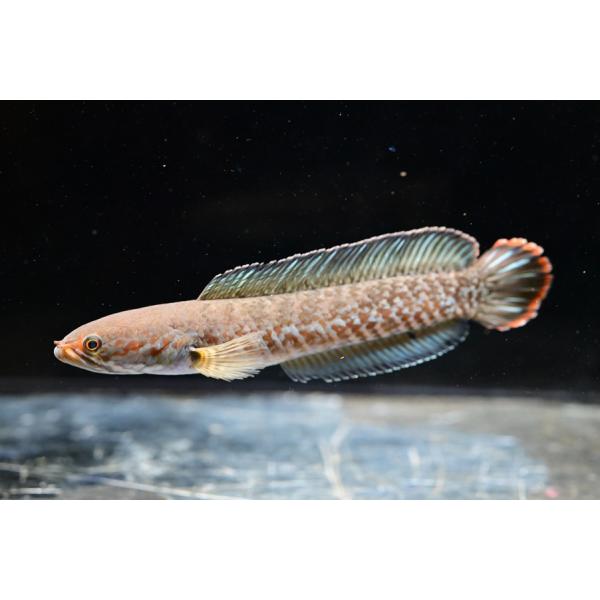 ニューレインボースネークヘッド3匹バラ売り可能