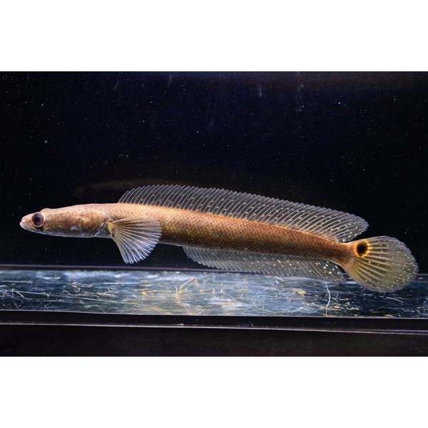 Channa aurolineataタイ便のアウロリネアータ！コブラスネークヘッドの仲間ですね。アウロフラメアの偽物っていうイメージもありますが、アウロリネアータも良いスネークヘッドです！コブラらしい扁平気味の頭部、細かいスポット、スレンダ...