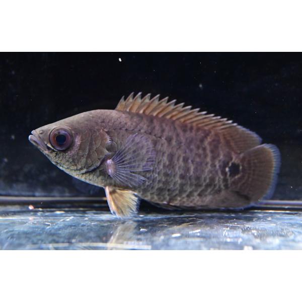 Ctenopoma ocellatumコンゴ便のオケラータム。レオパードのような派手な柄ではないですが、体型や柄は可愛らしくそこまで大型にはならない種。大人しく混泳もしやすくおすすめです。※画像は入荷魚の一部です