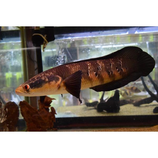 チャンナ•メラノプテルス