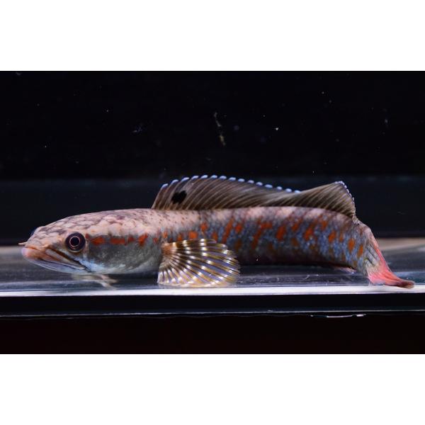 日本製 スネークヘッド チャンナsp ミメティックプルクラ ミャンマー 18 5cm C個体 観賞魚生体 Www Cosmopharmaint Com