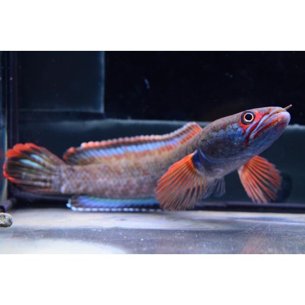 熱帯魚 アイスファイヤースネークヘッド 1匹