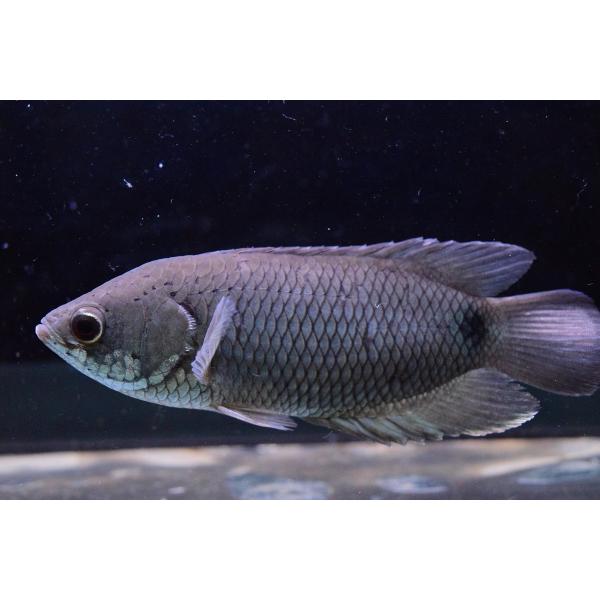 クテノポマ キングスレイ ナイジェリア 12 13cm Buyee Buyee Japanischer Proxy Service Kaufen Sie Aus Japan