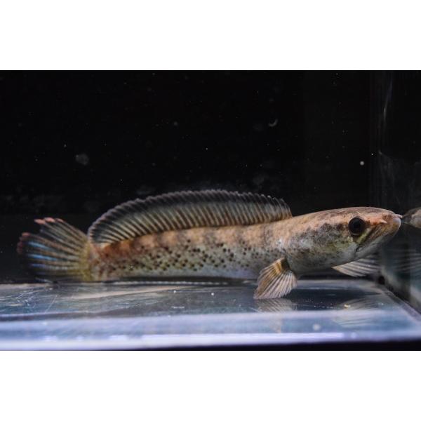 スチュワートスネークヘッド インド 15 16cm A個体 Ana2 World Rivers Net 通販 Yahoo ショッピング