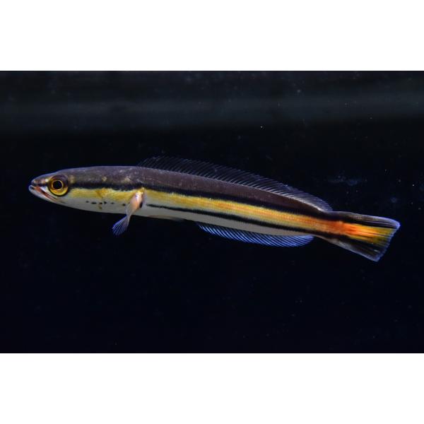 レッドスネークヘッド スマトラ島 9 10cm Ana335 World Rivers Net 通販 Yahoo ショッピング