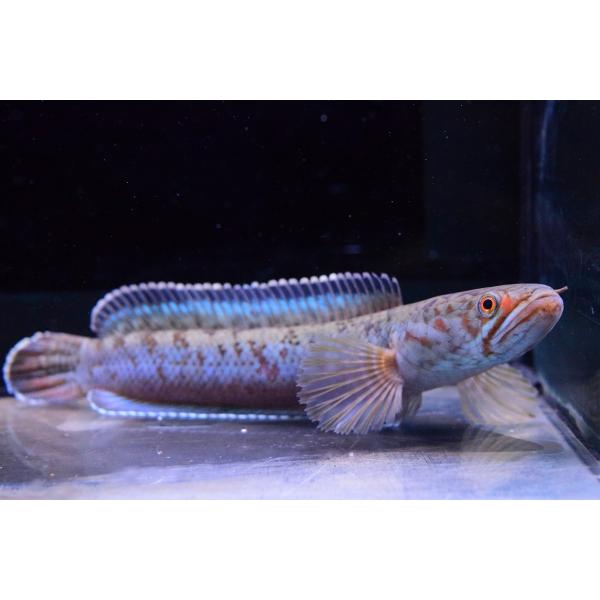 ブルームーンギャラクシースネークヘッド インド 15cm ａ個体 Ana96 World Rivers Net 通販 Yahoo ショッピング