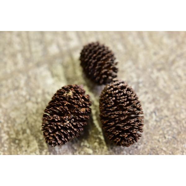 内容量　10個　天然素材のため大きさにはバラつきがあります。定番のヤシャブシの実です。ブラックウォーターを好むアルタムやアピスト等の熱帯魚におすすめ！タンニン・フミン酸といった有機成分がゆっくりと溶け出し、pHを穏やかに下げつつ、抗菌・抗真...