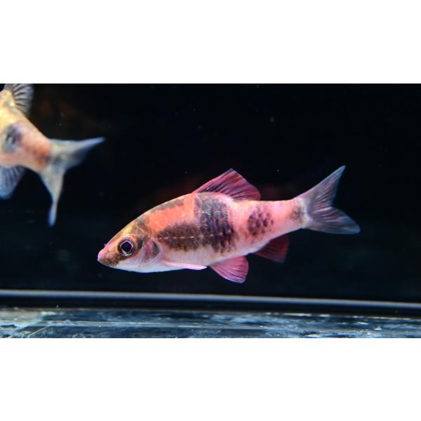 Haludaria fasciataインド便のWILDメロンバルブ！発情したオスの発色は赤くとても綺麗です。今回ほぼオス個体が入荷してます。最大7cm程の小型種。※画像は入荷魚の一部です※雌雄指定はできません