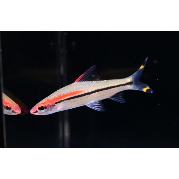 Dawkinsia denisoniiインド便のWILDレッドライントーピードバルブです！！東南ブリードと全く発色が違いますよ！！成長と共にメタリックグリーンの発色も現れさらに綺麗になります！！ブリード個体と比べると高価ですが、それなりに大...