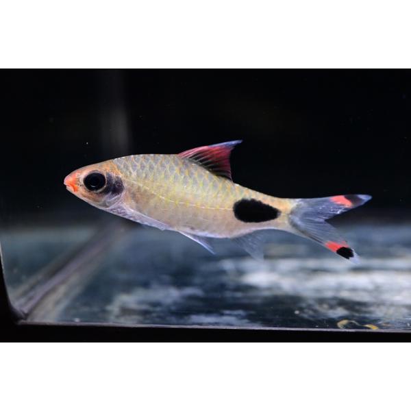 Dawkinsia assimilisインド便のWILDマスカラバルブ！！サイズがまだ小さく雌雄はわかりませんが、すでに発色もし始めていて綺麗ですよ！成魚の発色は素晴らしく、それなりに大きくなりますので是非飼ってみてください！※雌雄指定不可...