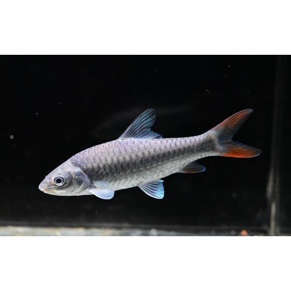 world-rivers-net_koi1127