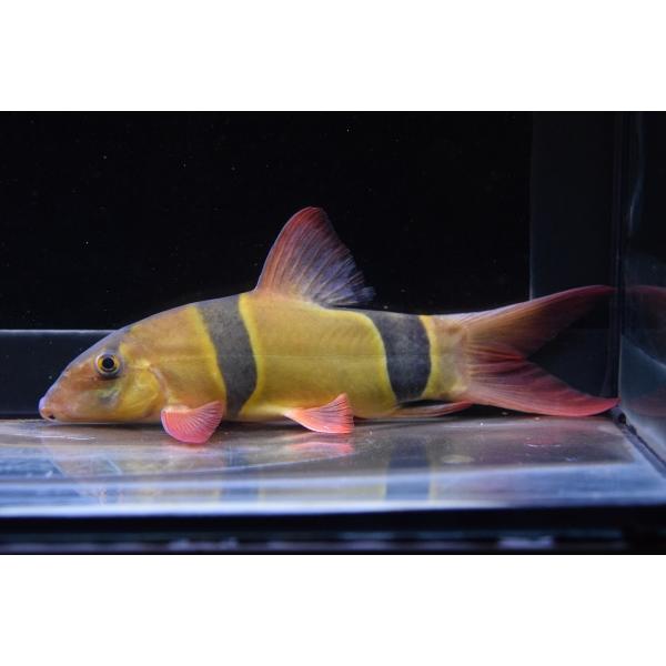 クラウンローチ 19 cm Koi4 World Rivers Net 通販 Yahoo ショッピング