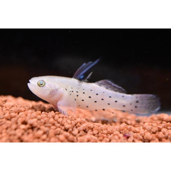 Stigmatogobius sadanundioインド〜東南アジアに生息する最大10cm程の美しいハゼ！汽水域に生息するようで、淡水でも飼育は可能。pH6くらいでも平気なようですが、長期飼育することを考えると薄くても良いから汽水か、淡水で...