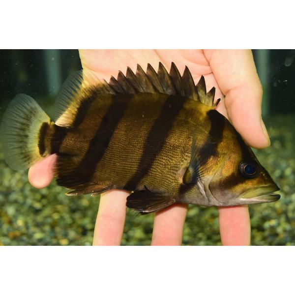 安いフォーバータイガーの通販商品を比較 ショッピング情報のオークファン