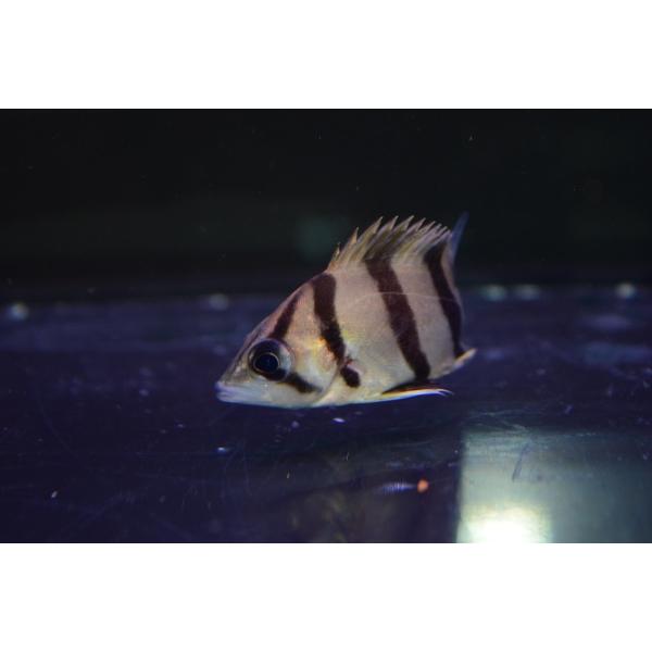 フォーバータイガー 4 5cm Buyee Buyee 日本の通販商品 オークションの代理入札 代理購入