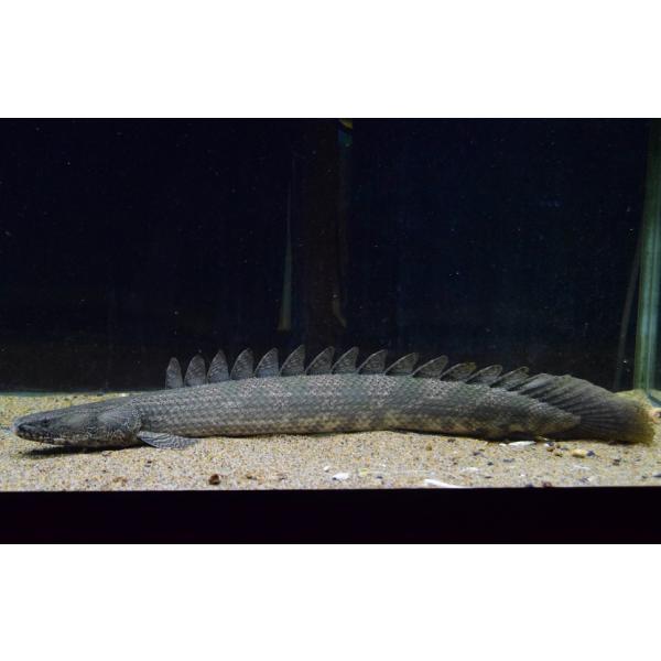 ポリプテルス・ラプラディ ”ギニア/サンカラニ川” 56cm : WORLD RIVERS