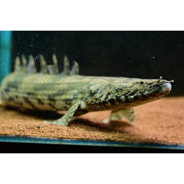 world-rivers-net_po499