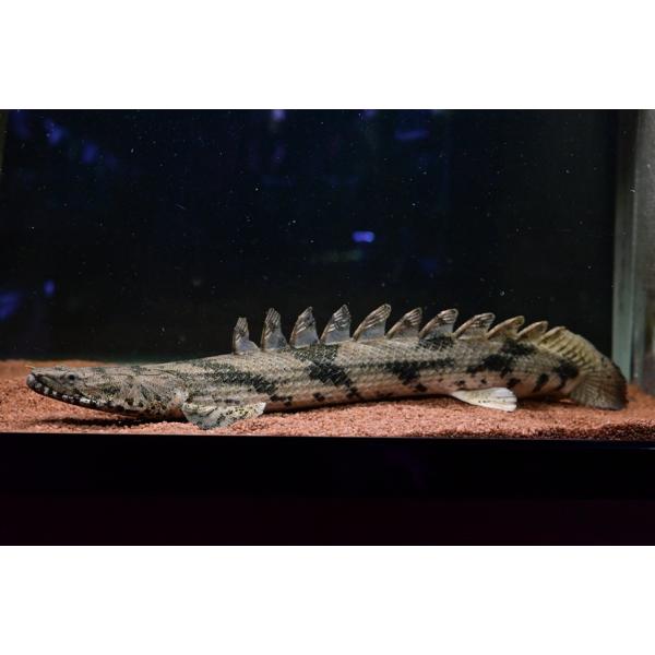 エンドリケリー ギニア便 40up world-rivers-net_po523