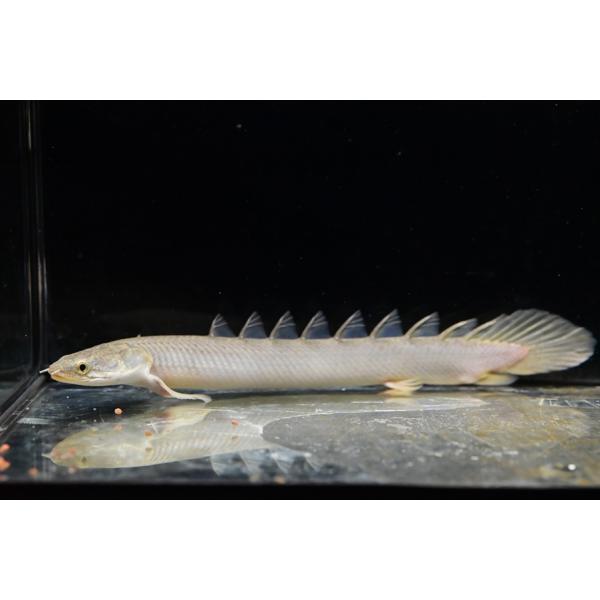 ポリプテルス・セネガルス ”ケニア/トゥルカナ湖” 18-20cm程 : WORLD 