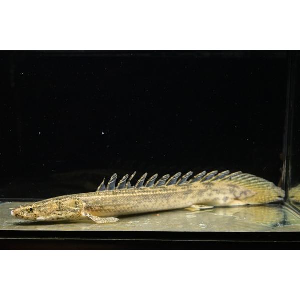 ポリプテルス・ビキール・コリバ ”ギニア” 28cm : WORLD RIVERS net 