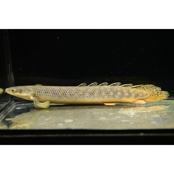 ポリプテルス・パルマス・ポーリー ”コンゴ” 21-26cm