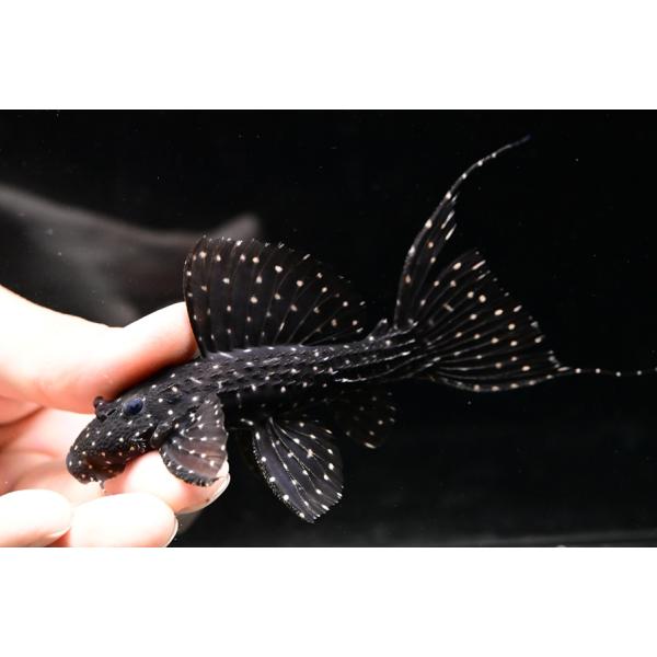 world-rivers-net_sacat2415