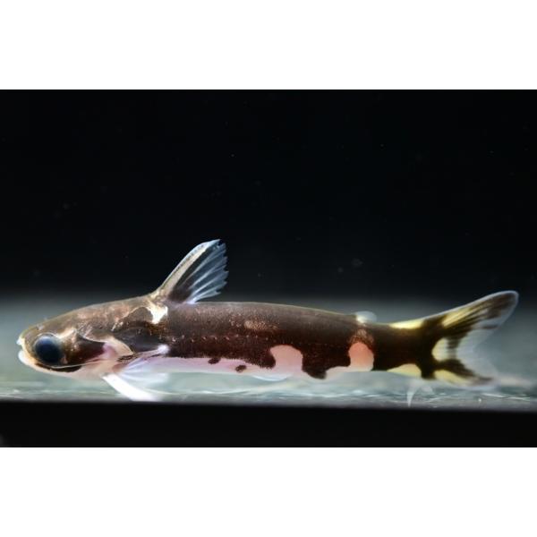 ブラジル産ホルスタインタティア！タティアの中でも柄が美しく人気が高い種です！コロンビアのブラックホルスタインはたまに入荷がありますが、ホルスタインタティアは見かける機会が少ないですね。今回大きめサイズの個体が入荷しました！※画像は入荷魚の一部です